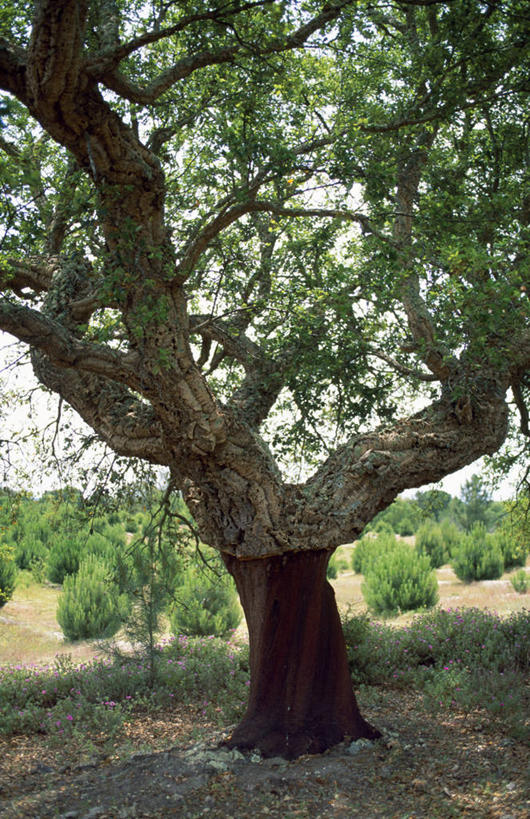 无人,竖图,室外,农业,植物,葡萄牙,欧洲,地形,树皮,枝,软木塞,树干,摄影,伊比利亚半岛,圣塔伦,阿连特茹,彩图