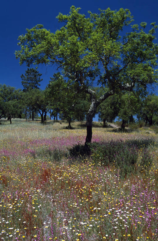 无人,竖图,室外,农业,植物,葡萄牙,欧洲,地形,树皮,野花,软木塞,花,摄影,伊比利亚半岛,圣塔伦,阿连特茹,彩图