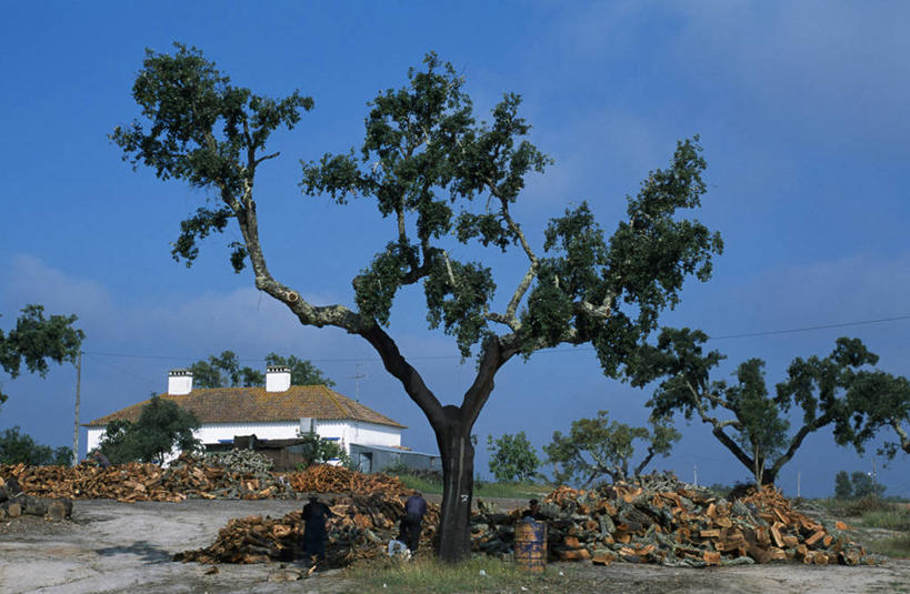 无人,横图,农业,日光,葡萄牙,欧洲,树荫,软木塞,工人,职业,摄影,伊比利亚半岛,圣塔伦,联合收割机,阿连特茹,员工,彩图,匠人,劳动者,体力工