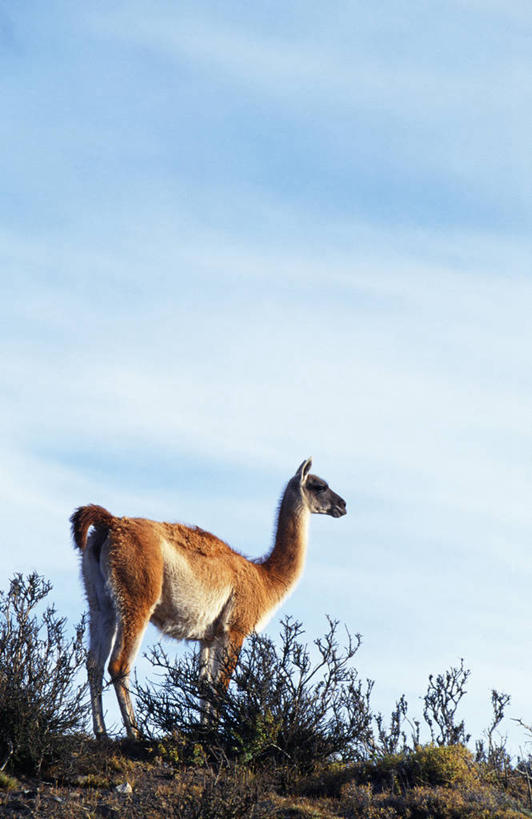无人,竖图,室外,侧面,哺乳动物,野生动物,智利,自然,动物,南美,摄影,考古学,国家公园,野生动物保护区,大羊驼,自然保护区,百内国家公园,彩图