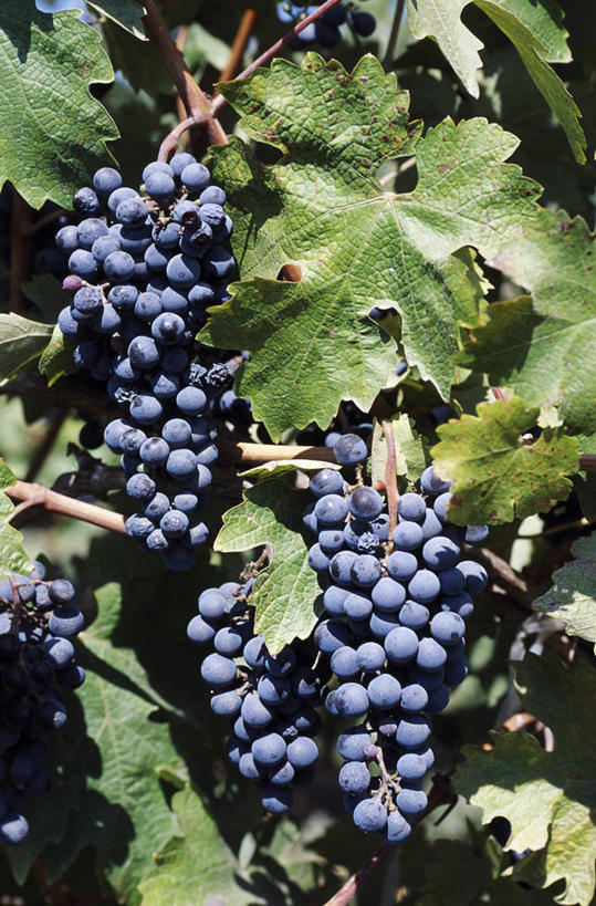 无人,竖图,植物,葡萄,水果,叶子,智利,蓝色,绿色,藤蔓,南美,摄影,拉丁美洲,藤蔓植物,彩图