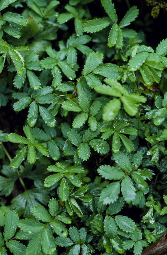 无人,竖图,室外,森林,雨,植物,叶子,智利,绿色,自然,南美,摄影,拉丁美洲,彩图,雨林