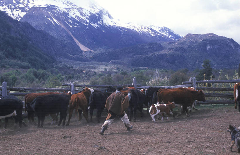 农民,牛仔,农场,横图,室外,农业,山,雪,雪山,牛,智利,动物,南美,摄影,牲畜,拉丁美洲,套索,母牛,彩图