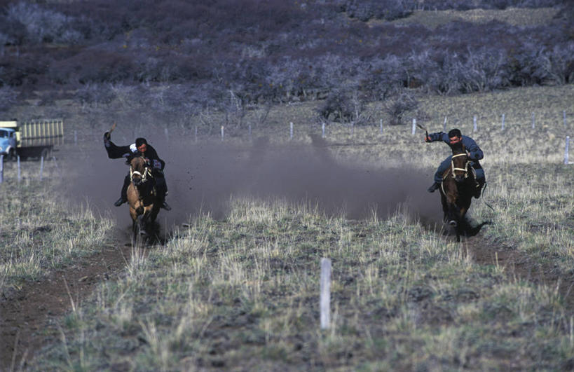 两个人,牛仔,横图,锻炼,快乐,比赛,运动,竞争,马,智利,娱乐,草,平原,休闲,家畜,南美,摄影,迅速,灰尘,体育运动,拉丁美洲,体育,彩图,健身,传统文化