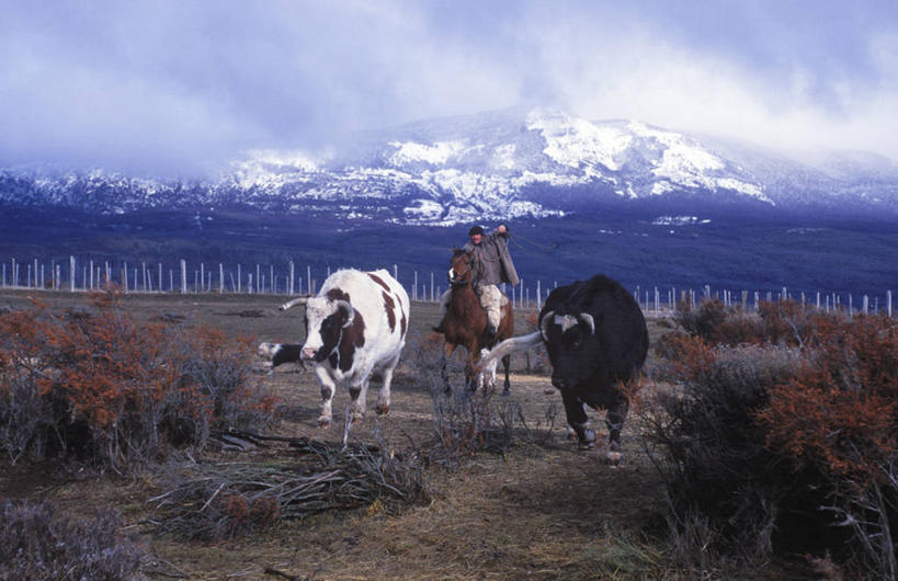 牛仔,农场,横图,室外,农业,山,雪,雪山,马,牛,智利,家畜,南美,摄影,拉丁美洲,套索,母牛,彩图