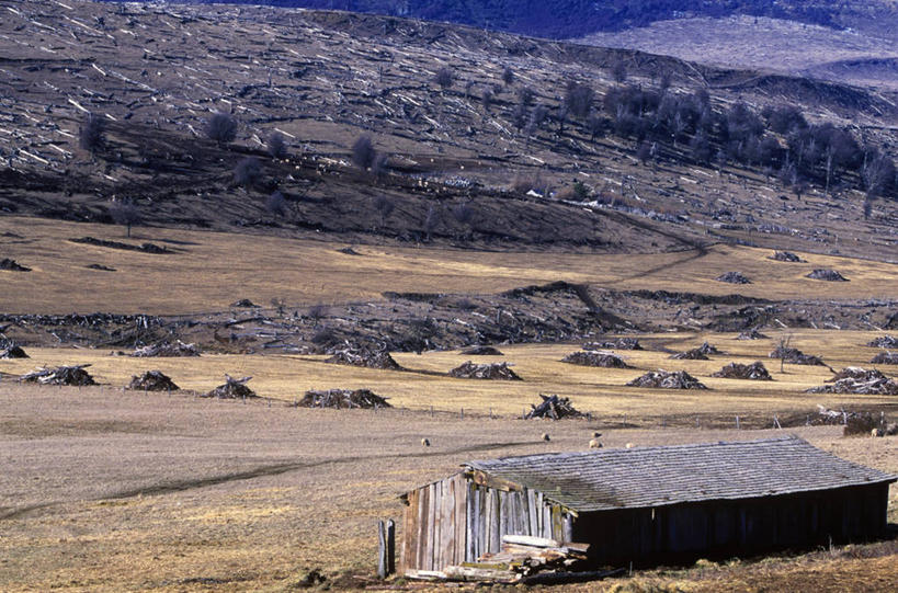 无人,横图,室外,美景,山,智利,地形,景观,田地,树桩,自然,平原,景色,南美,摄影,伐木,拉丁美洲,自然风光,彩图