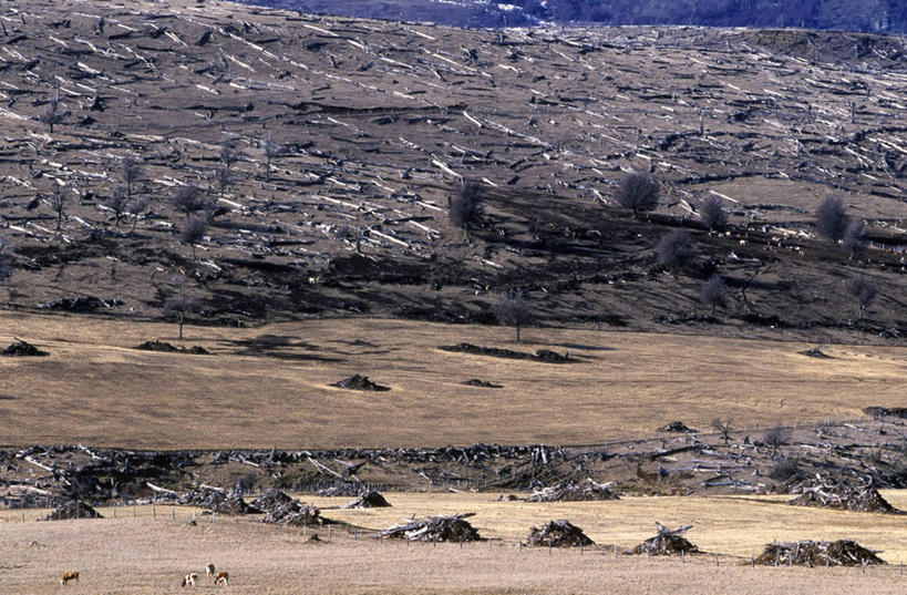 无人,横图,室外,美景,山,智利,地形,景观,田地,树桩,自然,平原,景色,南美,摄影,伐木,拉丁美洲,自然风光,彩图