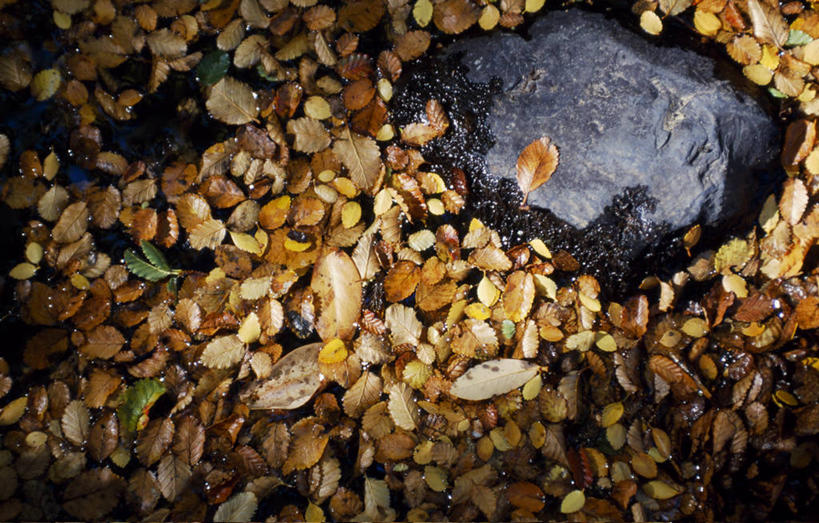 无人,横图,室外,水,叶子,智利,褐色,南美,摄影,拉丁美洲,死水,百内国家公园,岩石,秋天,彩图,郊野公园