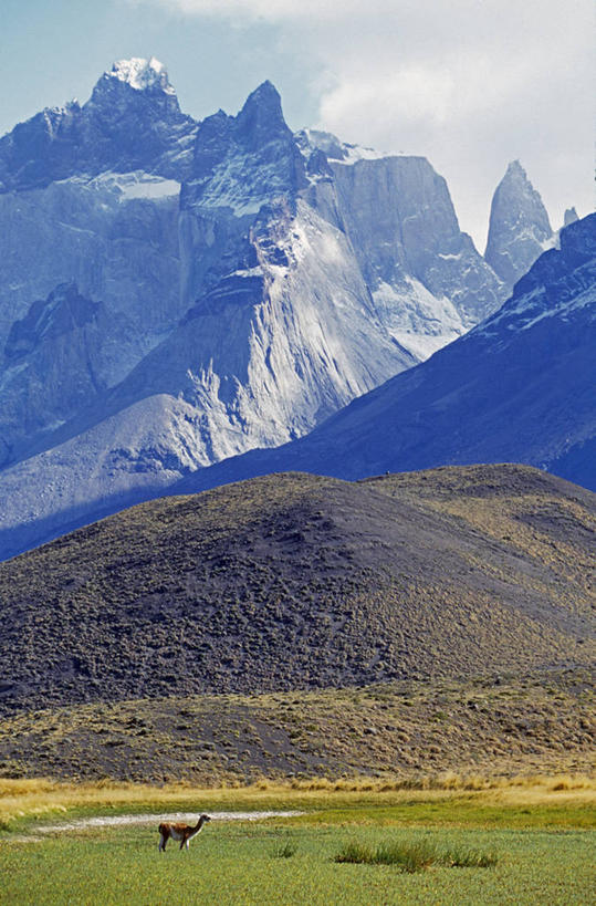 无人,竖图,室外,山,山脉,水,雪,雪山,哺乳动物,野生动物,智利,草,动物,南美,摄影,拉丁美洲,大羊驼,百内国家公园,彩图