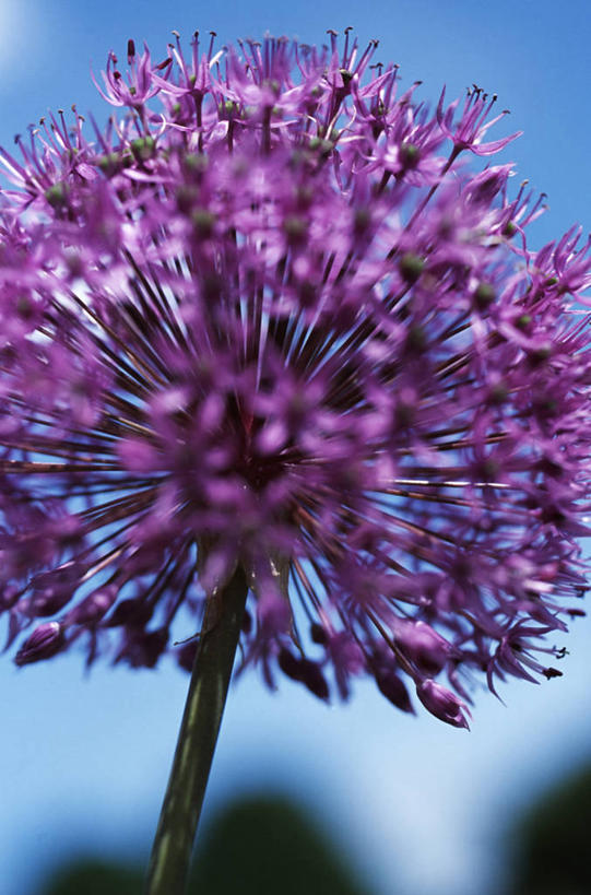 无人,竖图,植物,洋葱,圆形,闻,英格兰,花,紫色,自然,摄影,勇士,大蒜,彩图,美人