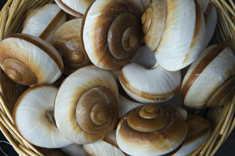 无人,商店,横图,室外,贝壳,英国,形状,篮子,海岸线,褐色,英格兰,摄影,软体动物,海滩,彩图,西南英格兰