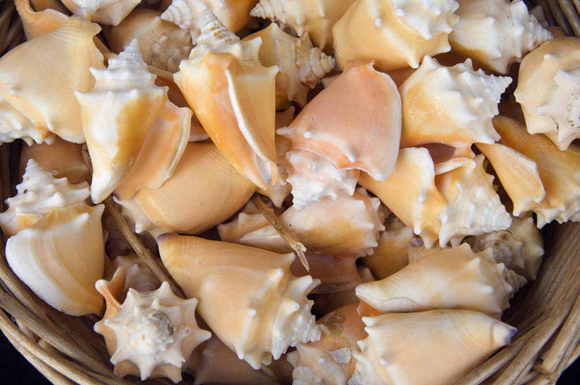 无人,商店,横图,室外,贝壳,英国,形状,篮子,海岸线,英格兰,粉色,摄影,软体动物,海滩,彩图,西南英格兰