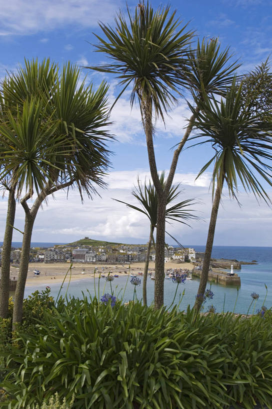 无人,竖图,室外,度假,海洋,棕榈树,英国,海岸线,城镇,海湾,渔船,英格兰,摄影,非洲百合,海滩,彩图,旅行,海港,西南英格兰