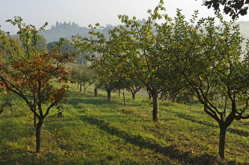无人,果园,农场,横图,室外,农业,美景,苹果,水果,意大利,欧洲,地形,景观,树,自然,景色,摄影,自然风光,苹果树,托斯卡纳区,圣吉米尼亚诺,彩图