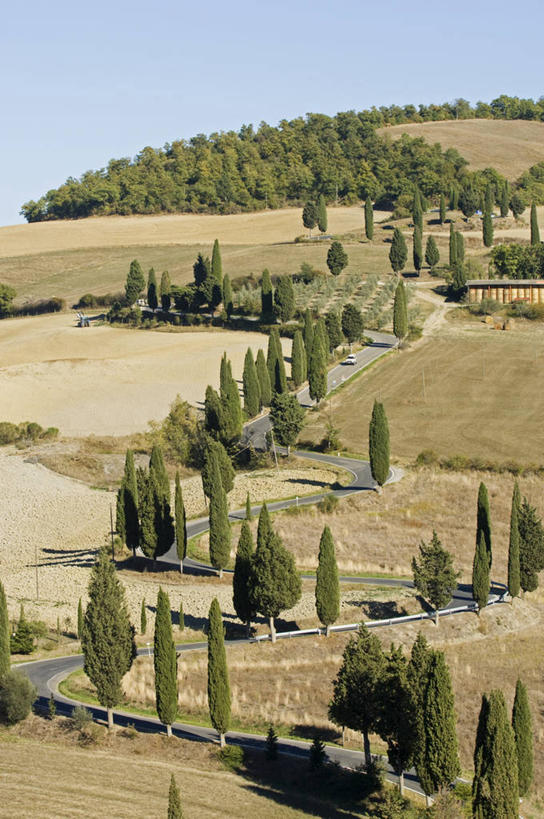 无人,竖图,室外,风,路,柏树,意大利,欧洲,弯腰,弯曲,地形,树,摄影,托斯卡纳区,维得斯卡,皮恩札,针叶树,彩图,丝柏