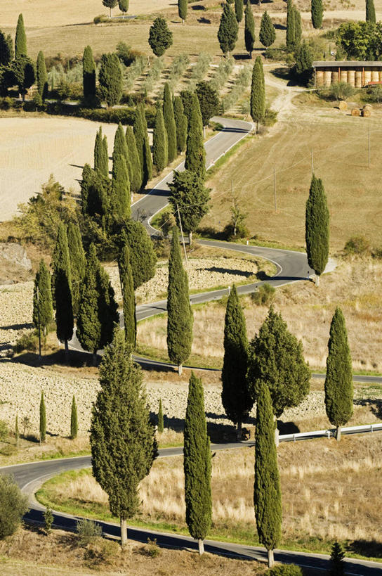 无人,竖图,室外,风,路,柏树,意大利,欧洲,弯腰,弯曲,地形,树,摄影,托斯卡纳区,维得斯卡,皮恩札,针叶树,彩图,丝柏