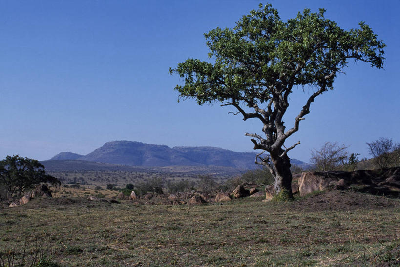 无人,横图,室外,白天,留白,野生动物,非洲,肯尼亚,地形,蓝色,天空,自然,摄影,考古学,万里无云,无花果树,彩图,马赛马拉国家保护区,马赛人