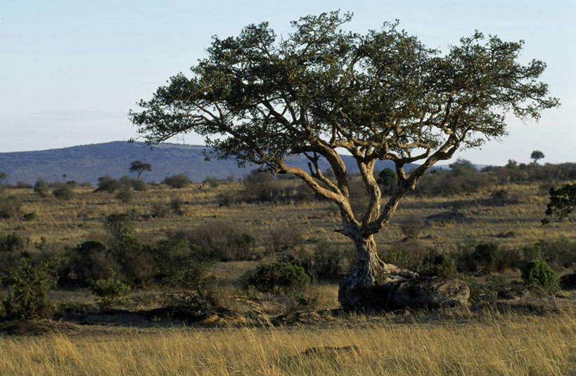 无人,横图,室外,白天,野生动物,非洲,肯尼亚,地形,蓝色,天空,自然,摄影,考古学,万里无云,无花果树,彩图,马赛马拉国家保护区,马赛人