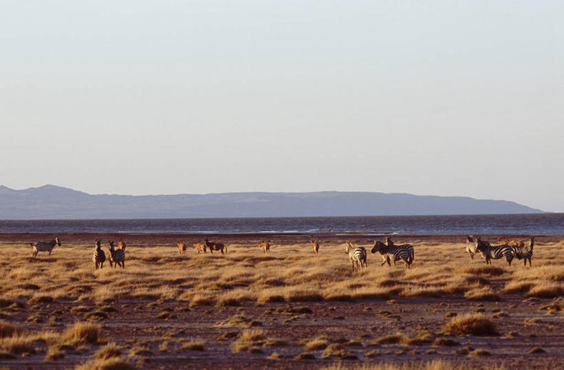 无人,吃,横图,室外,留白,山,山脉,斑马,哺乳动物,野生动物,非洲,肯尼亚,地平线,地形,蓝色,天空,自然,动物,平原,摄影,国家公园,万里无云,野生动物保护区,喂养,自然保护区,转角牛羚,彩图