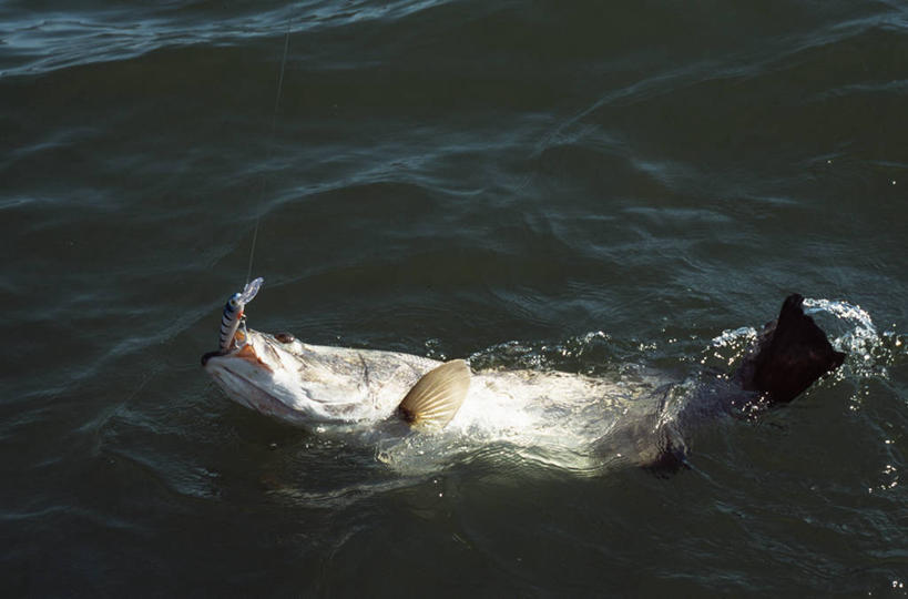 无人,横图,室外,运动,湖,非洲,肯尼亚,摄影,鱼钩,钓竿,休闲活动,彩图,钓鱼