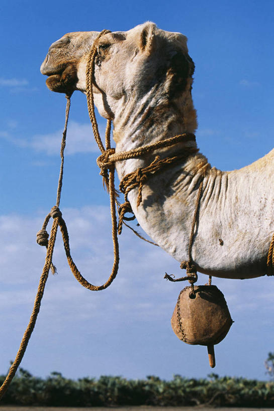 无人,竖图,沙漠,哺乳动物,野生动物,肯尼亚,生气,骆驼,动物,家畜,愤怒,摄影,恼怒,愤慨,怒气,气愤,发怒,怒火,情绪,脾气,忿怒,怨恨,强烈,气忿,愤恨,肝火,激动,颈,彩图,马笼头