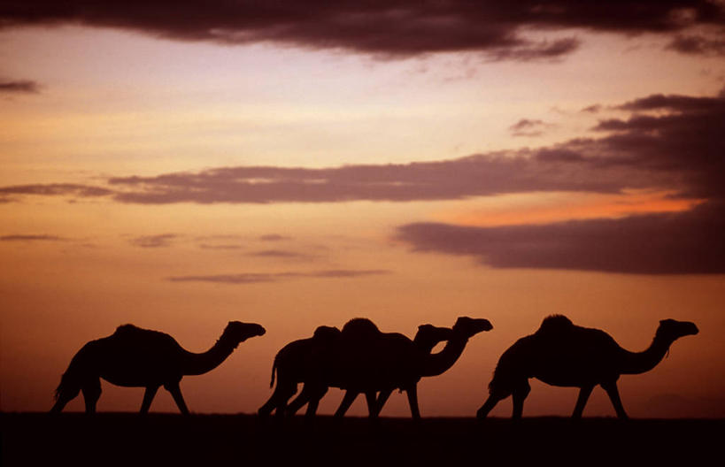 无人,横图,日落,沙漠,非洲,肯尼亚,燃烧,热,骆驼,自然,行李,橙色,家畜,运输,摄影,宁静,运送,剪影,装货,牧人,彩图,游牧民族