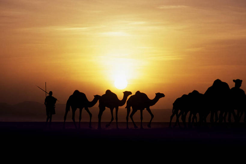 横图,日落,沙漠,非洲,肯尼亚,燃烧,热,骆驼,自然,行李,橙色,家畜,压力,运输,摄影,宁静,运送,剪影,装货,牧人,彩图,游牧民族