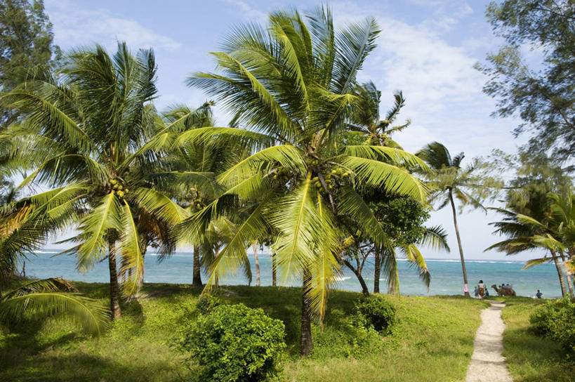 无人,横图,室外,旅游,海洋,水,棕榈树,椰子,非洲,肯尼亚,海岸线,树,摄影,热带气候,印度洋,东非,海滩,彩图,旅行