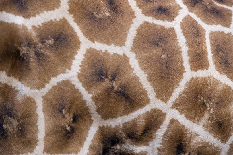 无人,横图,旅游,哺乳动物,长颈鹿,野生动物,非洲,肯尼亚,花纹,图案,首都,动物,摄影,活泼,环境保护,肌理,东非,奈洛比,索马里亚长颈鹿,网纹长颈鹿,彩图,旅行