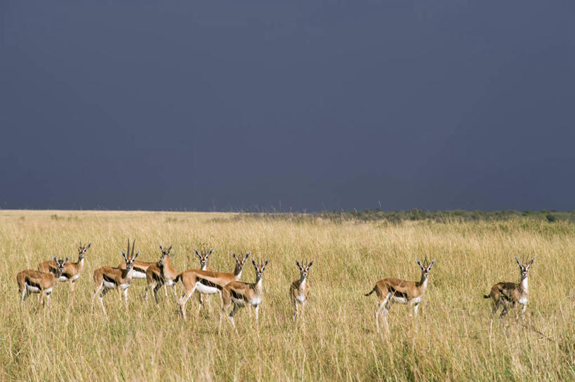无人,横图,室外,暴风雨,哺乳动物,野生动物,非洲,肯尼亚,羚羊,地形,云,天气,自然,动物,平原,摄影,考古学,汤姆森瞪羚,野生动物保护区,东非,自然保护区,彩图,马赛马拉国家保护区,马赛人