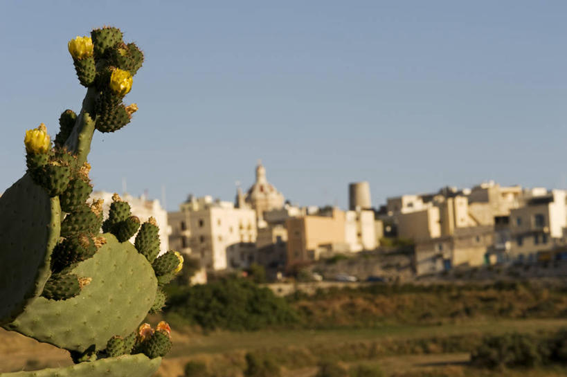 无人,横图,植物,城市,建筑,仙人球,仙人掌,水果,欧洲,马耳他,岛,地形,城镇,城墙,摄影,地中海文化,南欧,姆迪纳,群岛,彩图