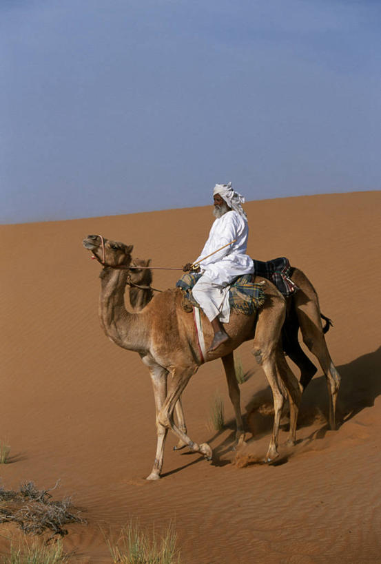 成年人,一个人,竖图,室外,沙漠,哺乳动物,野生动物,阿曼,亚洲,仅一个男性,沙子,沙丘,骆驼,动物,家畜,运输,摄影,驼峰,波斯湾,双峰骆驼,男人,彩图,贝多因人,游牧民族