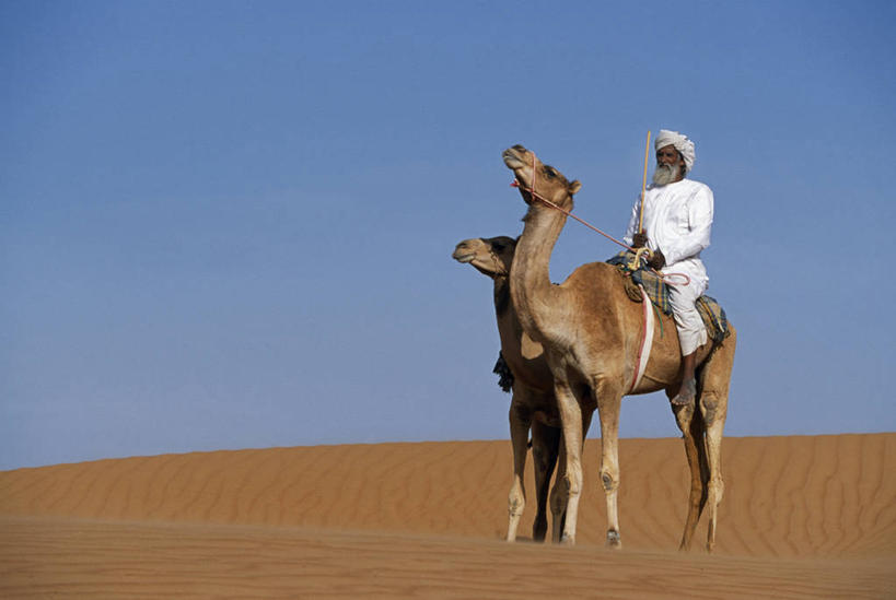 成年人,一个人,横图,室外,沙漠,哺乳动物,野生动物,阿曼,亚洲,仅一个男性,沙子,沙丘,骆驼,动物,家畜,运输,摄影,驼峰,波斯湾,双峰骆驼,男人,彩图,贝多因人,游牧民族