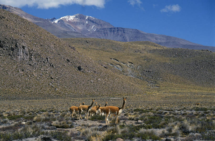 无人,横图,室外,山,山脉,峡谷,雪山,野生动物,秘鲁,地形,高原,山顶,骆驼,草,动物,南美,可爱,摄影,活泼,羊驼,沙漠之舟,驼羊,美洲驼,彩图