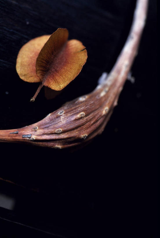 无人,竖图,植物,非洲,南非,种子,自然,摄影,考古学,雪堆,克鲁格国家公园,普马兰加省,彩图