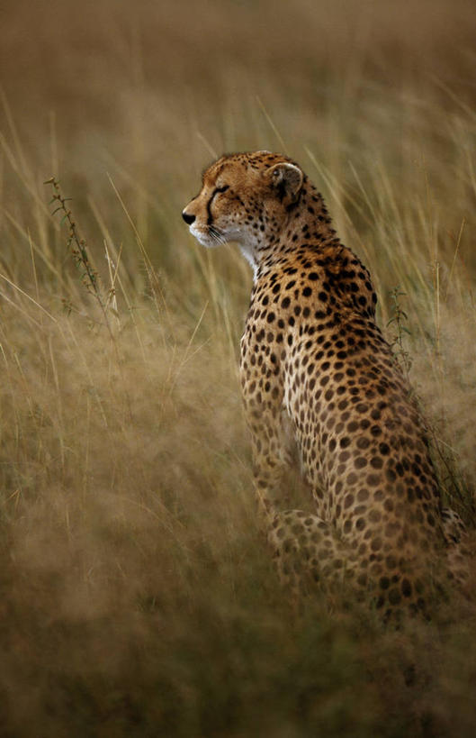 无人,竖图,室外,草原,哺乳动物,野生动物,非洲,南非,捕食,斑点,自然,动物,摄影,考古学,猫科动物,野生动物保护区,自然保护区,式样,非洲猎豹,猎豹,彩图