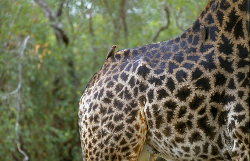 无人,横图,室外,哺乳动物,长颈鹿,野生动物,非洲,南非,外套,自然,动物,摄影,考古学,野生动物保护区,自然保护区,颈,彩图