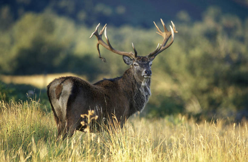 无人,横图,射击,哺乳动物,鹿,野生动物,捕食,支架,苏格兰,草,动物,摄影,考古学,雄鹿,鹿角,苏格兰高地,马鹿,彩图,奖杯
