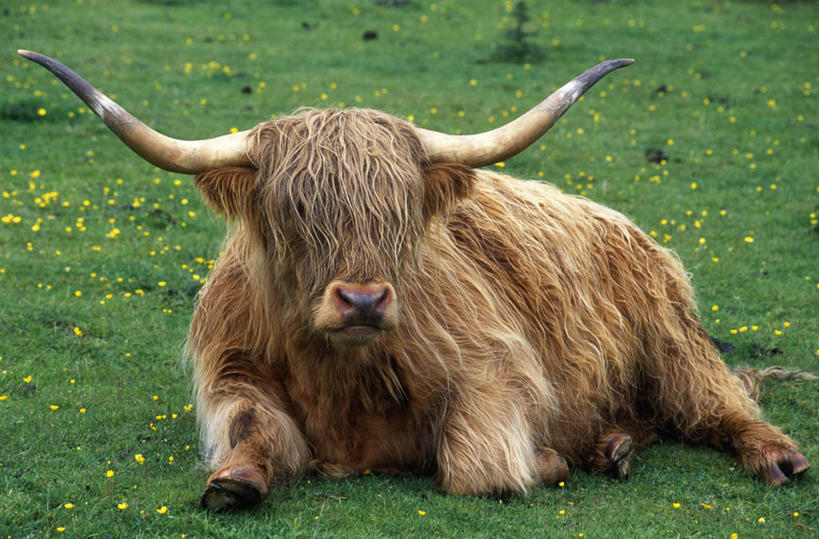 无人,农场,横图,室外,农业,草地,牛,苏格兰,草,家畜,放松,摄影,牲畜,苏格兰高地,母牛,彩图