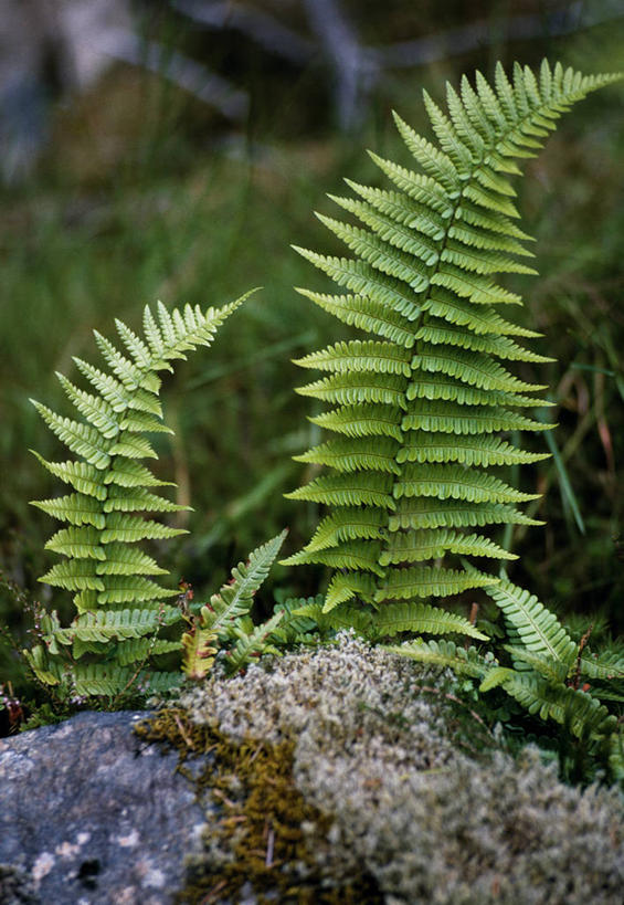 无人,竖图,室外,树林,植物,叶子,英国,苏格兰,绿色,自然,摄影,蕨类,考古学,苏格兰高地,彩图