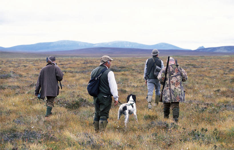 横图,射击,宠物,狗,守门员,枪支,旷野,苏格兰,动物,可爱,摄影,寻回犬,赛特种猎狗,忠诚,看管,看守,犬,彩图,把守,纯种犬