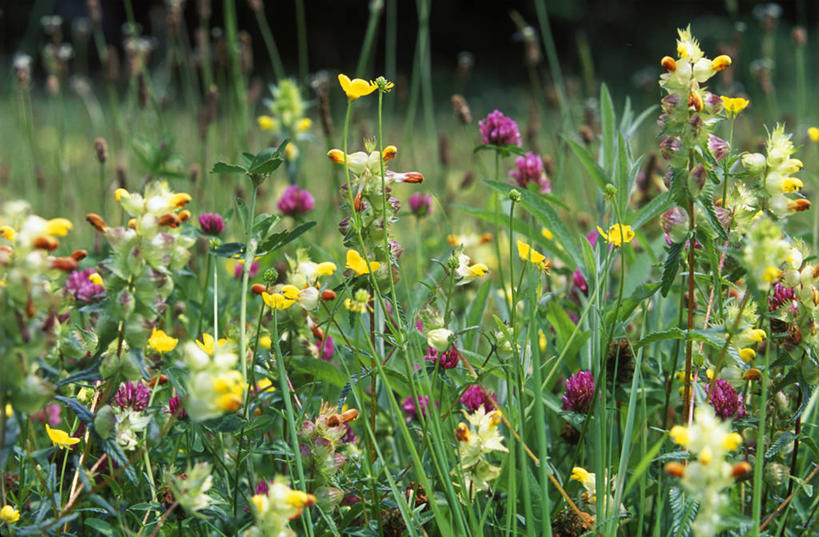 无人,横图,室外,草地,植物,西班牙,欧洲,三叶草,野花,草,花,黄色,紫色,自然,摄影,脆弱,拨浪鼓,阿斯图里亚斯,彩图,美人