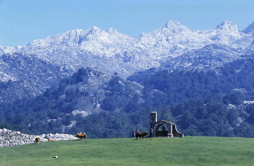 无人,横图,室外,牧场,牛,西班牙,欧洲,山顶,草,摄影,宗教,山脊,基督教,母牛,阿斯图里亚斯,彩图