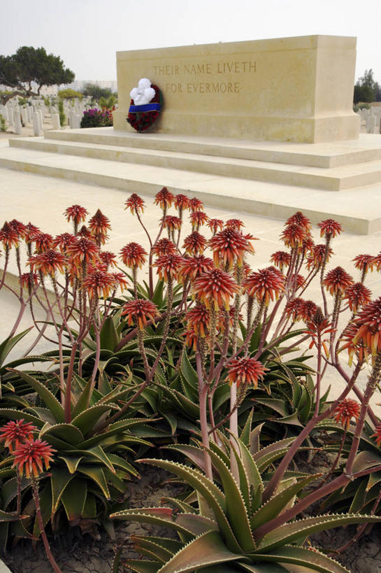 无人,竖图,非洲,埃及,士兵,墓地,摄影,纪念,留念,死亡,中东,第二次世界大战,怀念,北非,墓穴,彩图,大英帝国