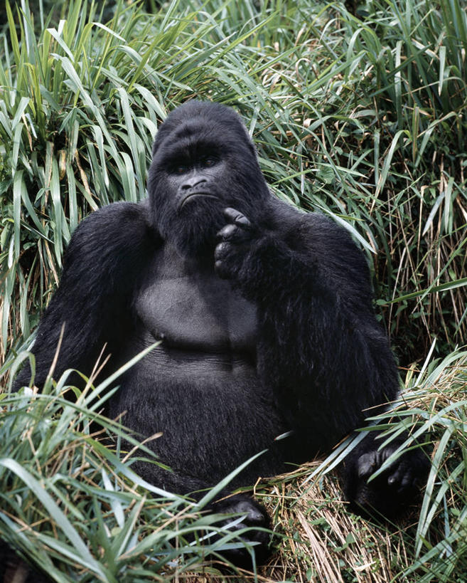 无人,竖图,室外,森林,哺乳动物,野生动物,非洲,自然,动物,摄影,巨大,庞大,热带气候,大猩猩,猿,热带雨林,宏大,硕大,伟大,刚果民主共和国,银背大猩猩,高山大猩猩,彩图,雨林