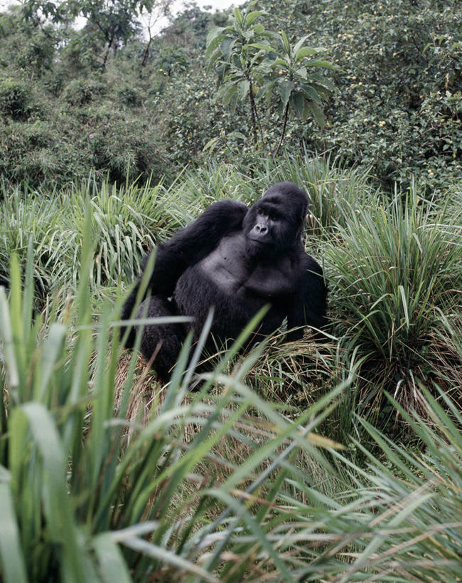 无人,竖图,室外,森林,哺乳动物,野生动物,非洲,自然,动物,摄影,热带气候,大猩猩,猿,热带雨林,刚果民主共和国,银背大猩猩,高山大猩猩,彩图,雨林