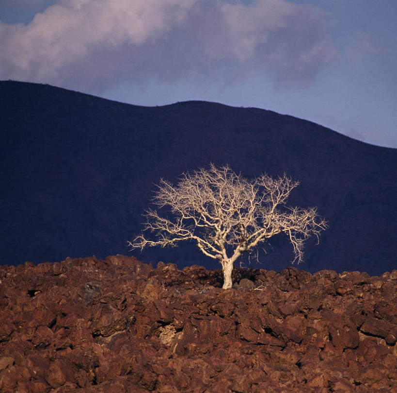 无人,横图,室外,火山,植物,非洲,肯尼亚,地形,巨石,树,熔岩,摄影,策略,玄武岩,地质学,活火山,岩石,彩图