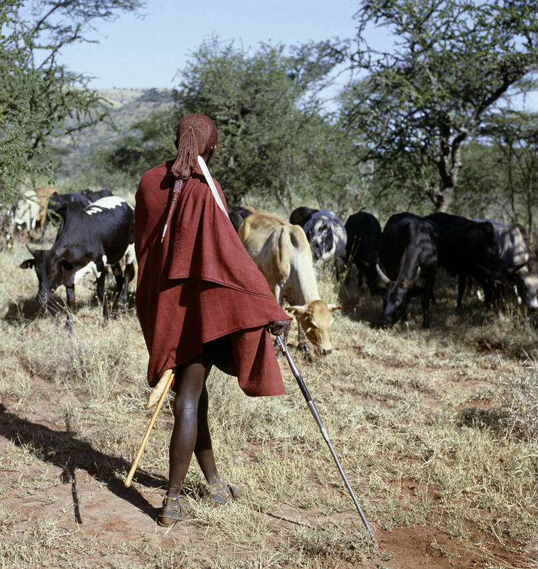 成年人,一个人,竖图,彩色,农业,牛,珠宝,非洲,肯尼亚,仅一个男性,红色,辫子,摄影,牲畜,发辫,五颜六色,麻花辫,色彩斑斓,五彩缤纷,非洲文化,牧人,五彩斑斓,五光十色,男人,发型,彩图,传统服装,马赛人