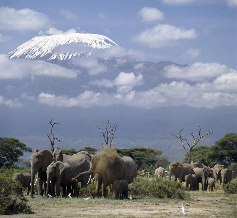无人,横图,室外,山,山脉,雪山,哺乳动物,野生动物,非洲,肯尼亚,长牙,山顶,非洲象,动物,平原,摄影,乞力马扎罗山,象,彩图