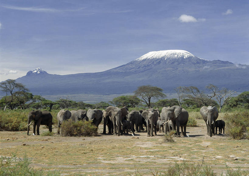 无人,横图,室外,山,山脉,雪山,哺乳动物,野生动物,非洲,肯尼亚,长牙,山顶,非洲象,自然,动物,平原,摄影,考古学,乞力马扎罗山,象,彩图